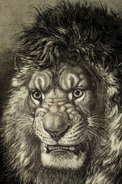 The Lion, King of Beasts, from 